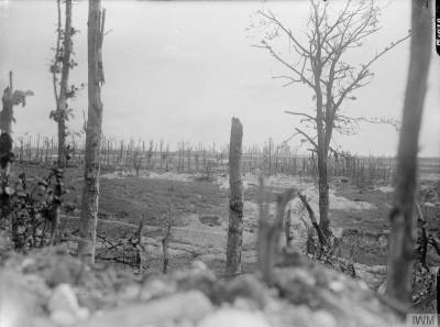 Vue des alentours du Bois de Thiepval, en septembre 1916 [View of the ruined village of Thiepval, from Thiepval Wood, September 1916.] © IWM Q 1076.
